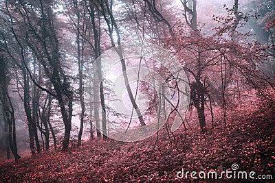 Mysterious spring forest in fog with pink leaves and red flowers Stock Photo