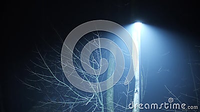 Mysterious lone street light and leafless trees at foggy night Stock Photo