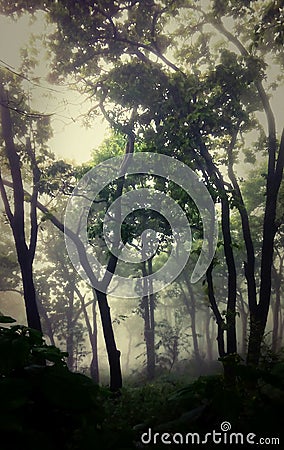 Mysterious teak trees through fog in the Himalayas Stock Photo