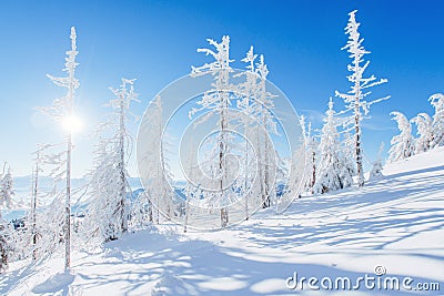 Mysterious winter landscape majestic mountains in winter. Magical winter snow covered tree. Dramatic wintry scene. Stock Photo