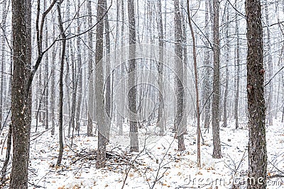 Snowy mysterious winter pine wood. Magic winter foggy forest Stock Photo