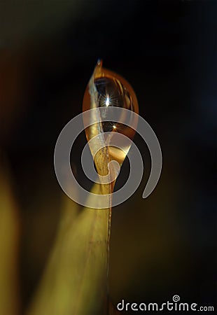 Mysterious yellow drop like amber in dark up Stock Photo