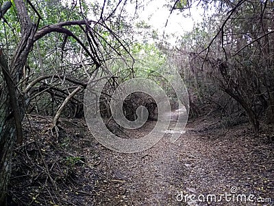 Mystery branch tunnel Stock Photo