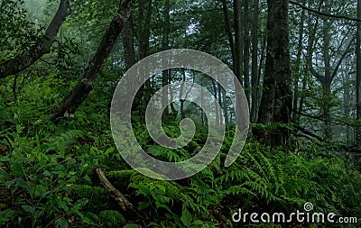 Mystery forest Stock Photo
