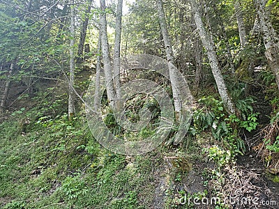 Mystery life of fern gully Stock Photo