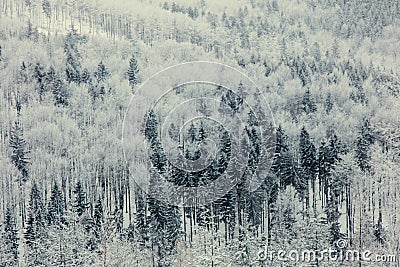 Mystery snow forest Stock Photo