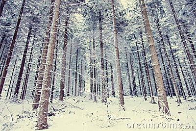 Mystery snow forest Stock Photo