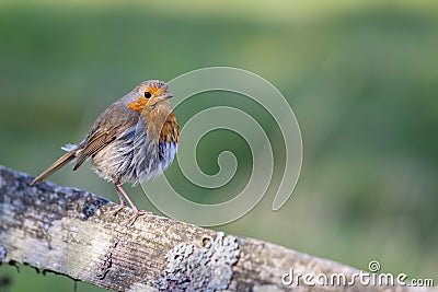 Mystery of the wet Robin on a sunny spring day Stock Photo