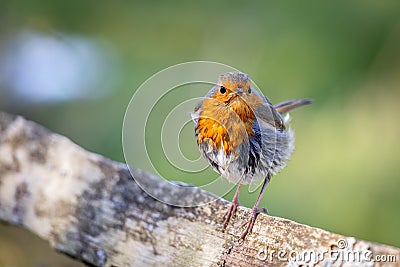 Mystery of the wet Robin on a sunny spring day Stock Photo