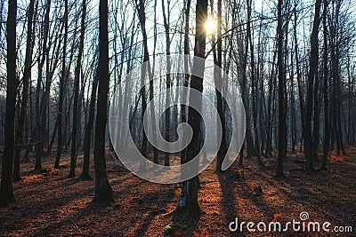 Mystic bare forest with fog, long shadows and sunbeam Stock Photo