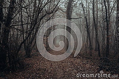 Mystic and dark forest covered with fog. Stock Photo