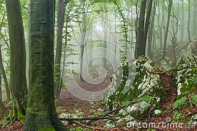 Mystic foggy forest Stock Photo