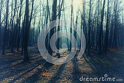 Mystic foggy forest with bare trees, long shadows Stock Photo