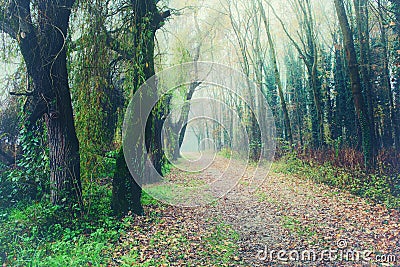 Mystic foggy forest with a pathway Stock Photo