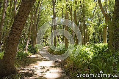 Forest in Stellenbosch, South Africa Stock Photo