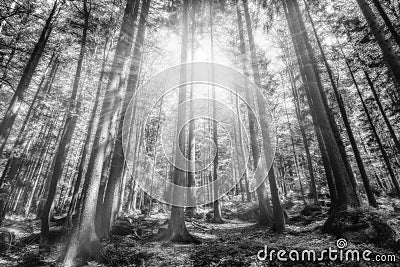 Mystic forest with sunbeams, black and white Stock Photo