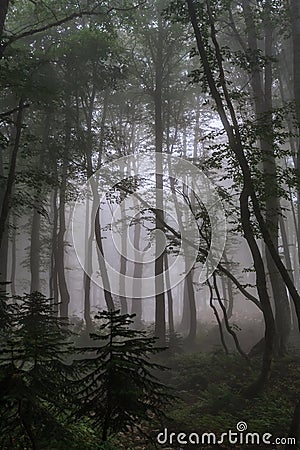 Mystic green Caucasus mountain forest in summer evening fog. Scenic vertical twilight foggy deciduous trees landscape Stock Photo