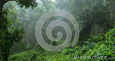 mystic green forest in the foggy morning Stock Photo