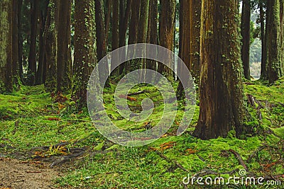 Mystic green forest ground with roots on Soa Miguel, Azores, Portugal Stock Photo