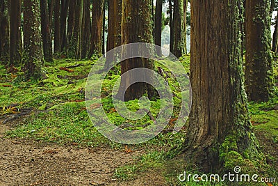 Mystic green forest ground with roots on Soa Miguel, Azores, Portugal Stock Photo