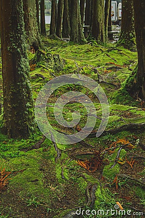 Mystic green forest ground with roots on Soa Miguel, Azores, Portugal Stock Photo