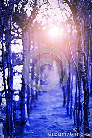 Trail in the mystical forest, bare branches of trees without foliage.Mystic halloween night concept. Stock Photo