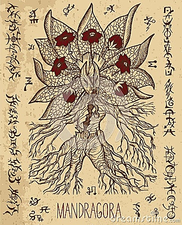 Mystic illustration with mandragora magic root and occult symbols. Vector Illustration