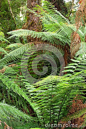 Mystic jungle feelings, Australasian Stock Photo