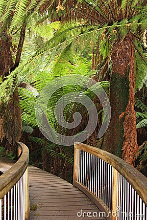 Mystic jungle trail along the Great Ocean Road, Australia Stock Photo