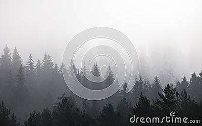 mystic morning in the autumn forest. Stock Photo
