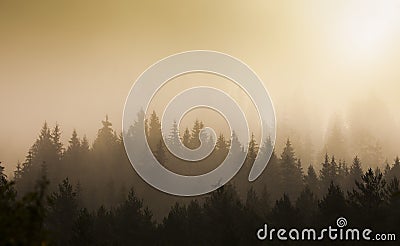 Mystic morning in the autumn forest. Stock Photo