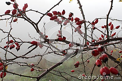 Mystic morning with fog and dew over red hawthorn berries Stock Photo