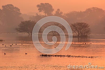 Mystic Morning Lake Stock Photo