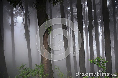 Mystic morning Stock Photo