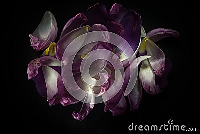 Mystic Petal Beauty on Black Stock Photo