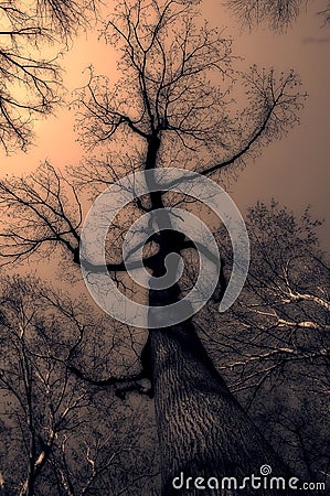 Mystic tree Stock Photo