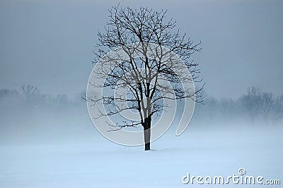 Mystic Tree Stock Photo