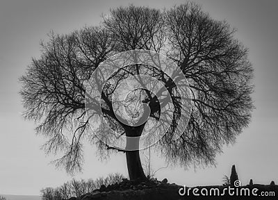 Mystic tree black and white - Cordoba Stock Photo