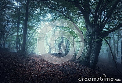 Mystical autumn foggy forest in the morning. Old Trees Stock Photo