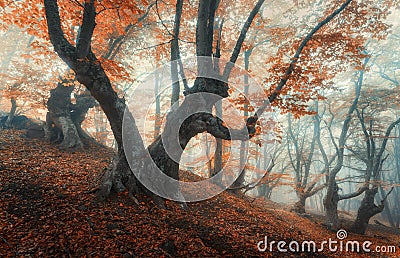 Mystical autumn forest in fog. Magical old trees in clouds Stock Photo