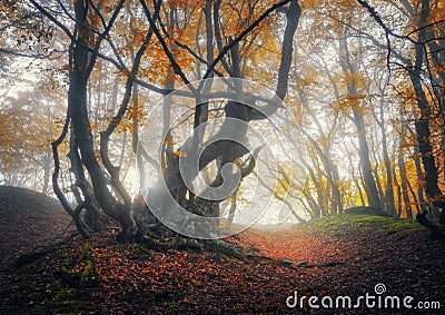 Mystical autumn forest in fog. Magical old trees in clouds Stock Photo