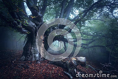 Mystical autumn forest in fog in the morning. Old Tree Stock Photo