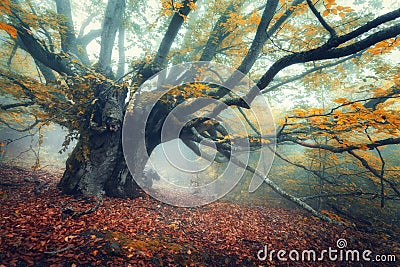 Mystical autumn forest in fog in the morning. Old Tree Stock Photo