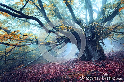 Mystical autumn forest in fog in the morning. Old Tree Stock Photo