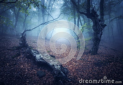 Mystical autumn forest in fog in the morning. Old Trees Stock Photo