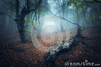Mystical autumn forest in fog in the morning. Old Trees Stock Photo