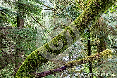 A Mystical Cedar Log Heavily Covered with Moss Stock Photo