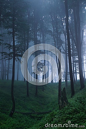 Mystical forest Stock Photo