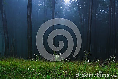 Mystical forest Stock Photo