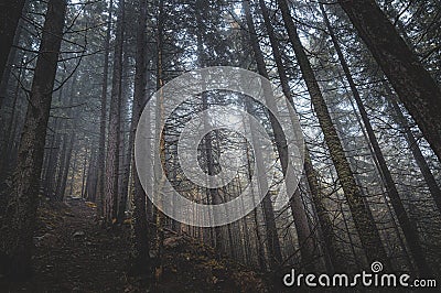 Mystical forest in fog in autumn. Misty landscape with spruce. Fairy tale spooky looking woods in a misty day. Primeral forest in Stock Photo